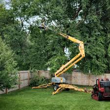 How Our Tree Care Process Works  in  Middletown, CA