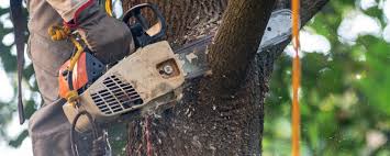 Best Storm Damage Tree Cleanup  in Middletown, CA