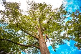 Best Root Management and Removal  in Middletown, CA