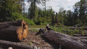 Best Arborist Consultation Services  in Middletown, CA