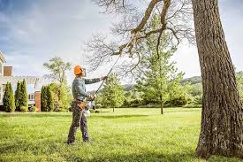 Professional Tree Care in Middletown, CA