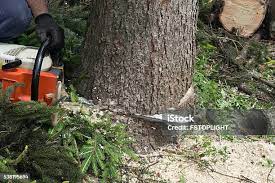 Best Tree Maintenance Programs  in Middletown, CA