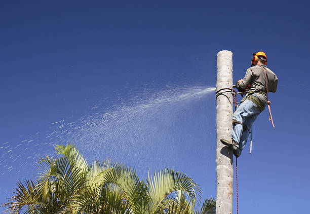 Best Fruit Tree Pruning  in Middletown, CA