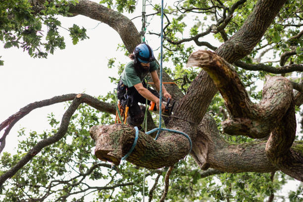 Best Utility Line Clearance  in Middletown, CA
