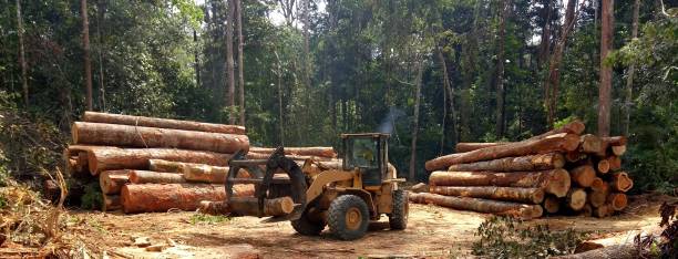Best Lot and Land Clearing  in Middletown, CA
