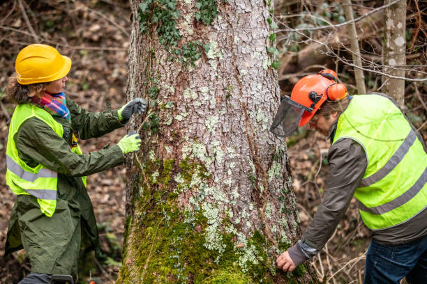 Tree and Shrub Care in Middletown, CA