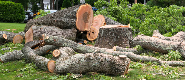 Best Tree Trimming and Pruning  in Middletown, CA