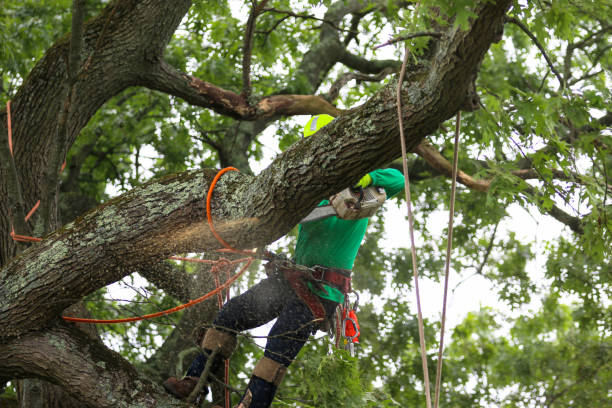  Middletown, CA Tree Care Pros