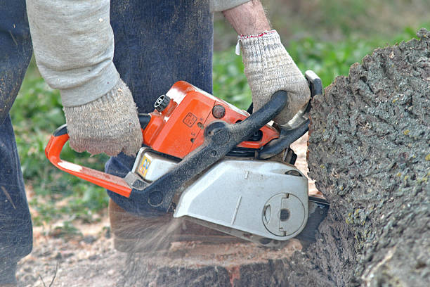 Best Hazardous Tree Removal  in Middletown, CA