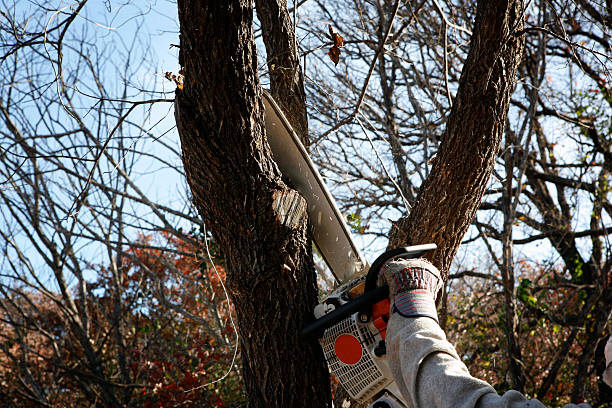 Best Hazardous Tree Removal  in Middletown, CA