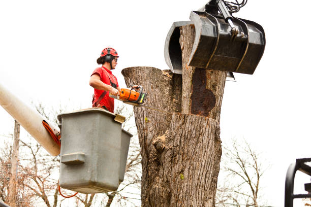 Best Tree Mulching  in Middletown, CA